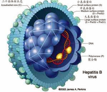 TCM Treatment for hepatitis b
