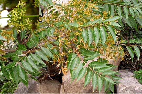 ailanthus altissima (chunpi)