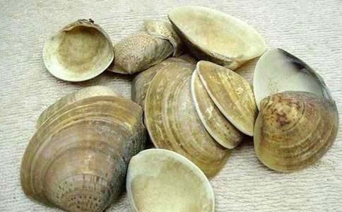 clam shell (haigeke)