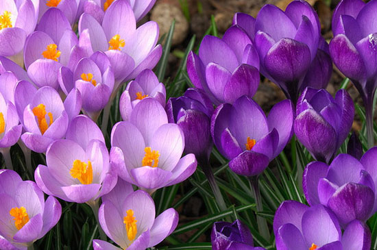 crocus sativus (fanghonghua)