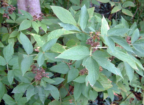 flemingia philippinensis (qianjinba)