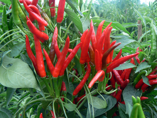 cayenne pepper (lajiao)