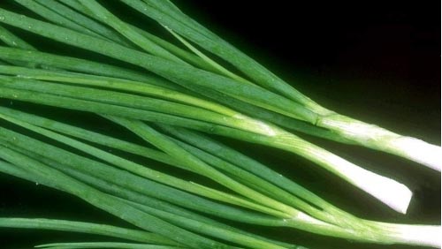 fistular onion leaf (congye)
