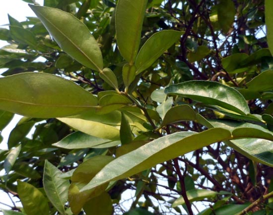 fructus citri (xiangyuan)