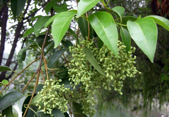 fructus ligustri lucidi (nuzhenzi)