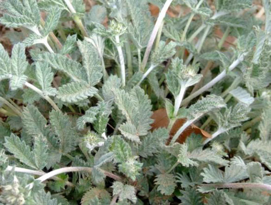 discolor cinquefoil herb (fanbaicao)