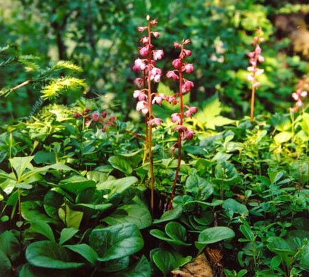 chinese pyrola herb (luxiancao)