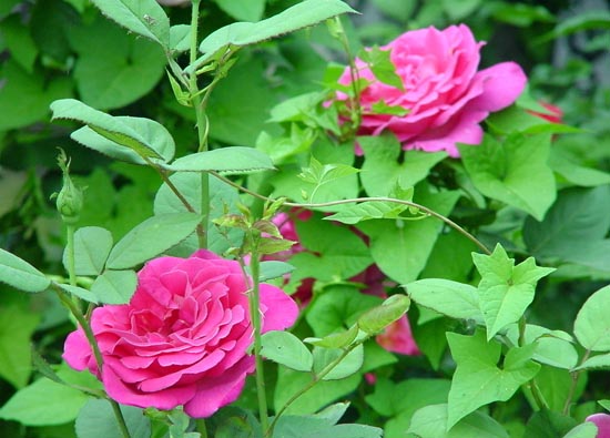 chinese rose flower (yuejihua)