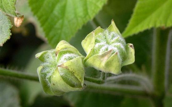 chingma abutilon seed (dongkuizi)