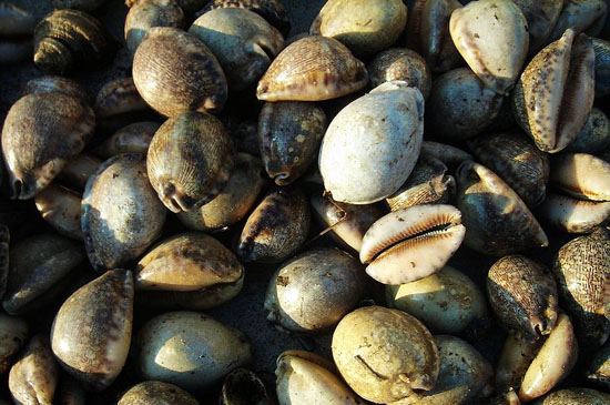 arabic cowry shell (zibeichi)