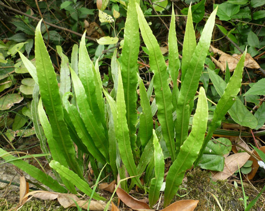 folium pyrrosiae (shiwei)