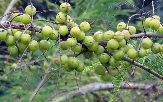 fructus phyllanthi (yuganzi)