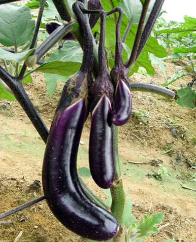 aubergine (qiezi)