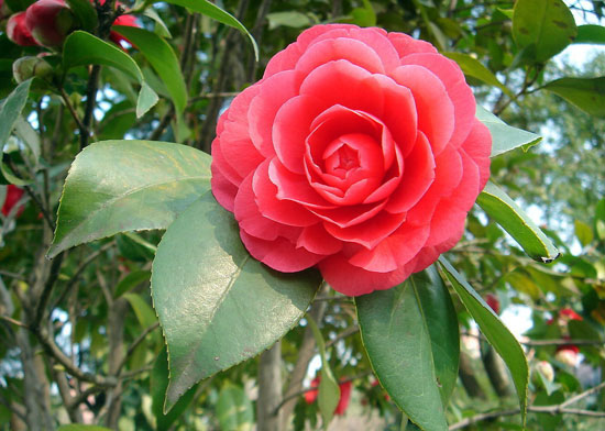 camellia japonica (chahua)