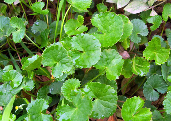 asiatic pennywort herb (jixuecao)