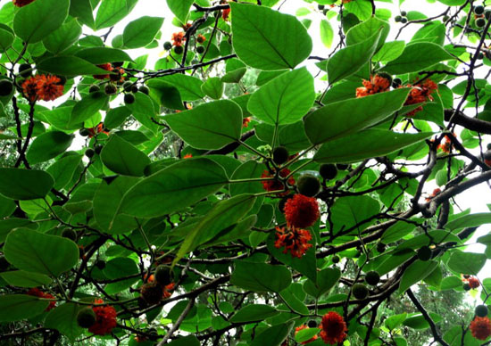 fruit of paper mulberry (chushizi)