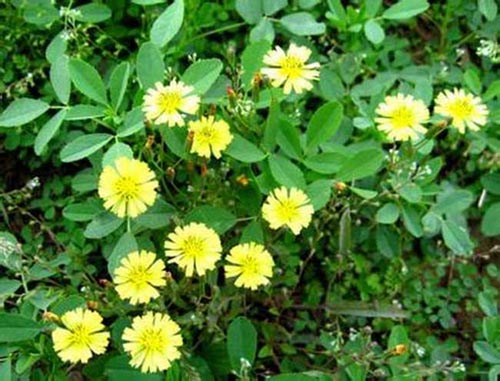 herba patriniae (baijiangcao)