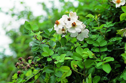 fructus rosae laevigatae (jinyingzi)