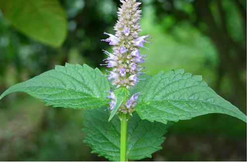 herba agastachis (huoxiang)