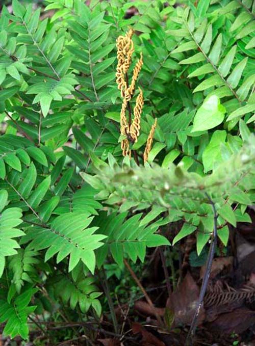 rhizoma dryopteris crassirhizomae (guanzhong)