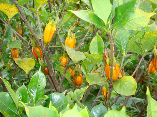 fructus gardeniae (zhizi)