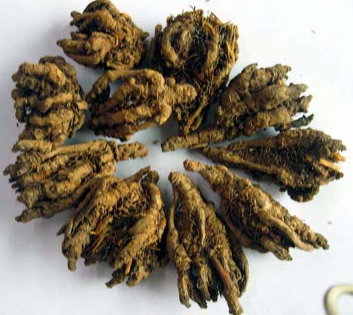 rhizoma coptidis (huanglian)