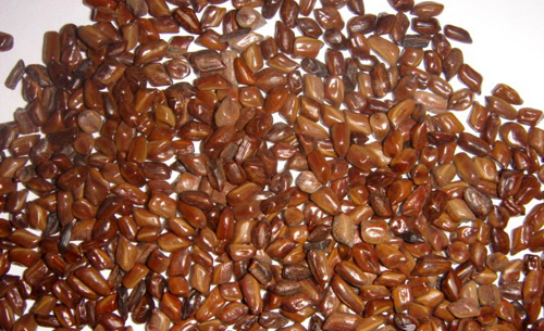 semen cassiae (juemingzi)