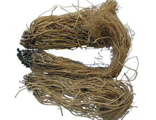 herba asari (xixin)