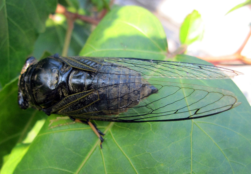 periostracum cicadae (chantui)