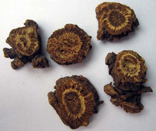 rhizoma et radix notopterygii (qianghuo)