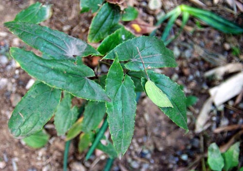 herba epimedii (yinyanghuo)