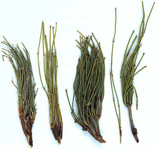 herba ephedrae (mahuang)