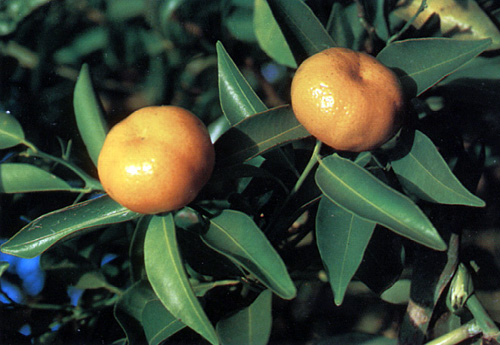 pericarpium citri tangerinae (jupi)