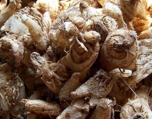 rhizoma bletillae (baiji)