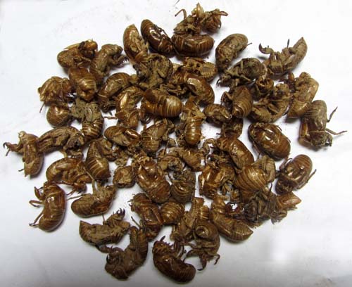 periostracum cicadae (chantui)