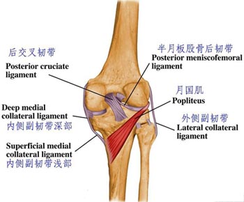 definition of injury of collateral ligament of knee joint