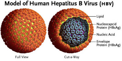definition of viral hepatitis in tcm