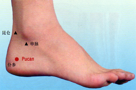 pucan (bl61)