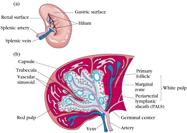 physiological functions of spleen