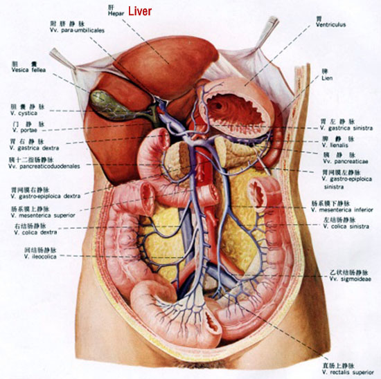 relationships between liver and body-sensory organs and orifices
