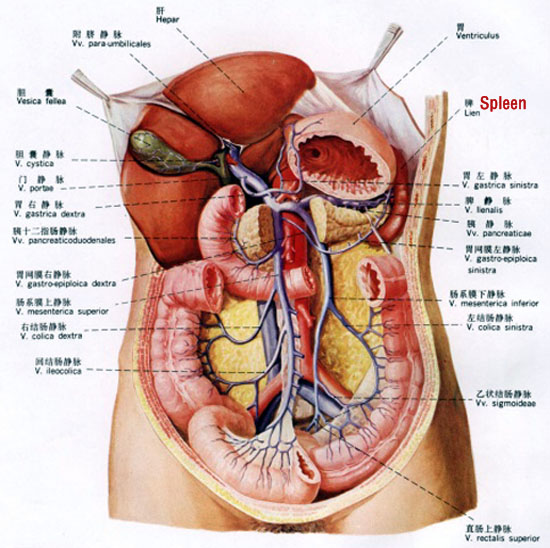 relationships between spleen and body-sensory organs and orifices