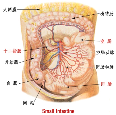 small intestine