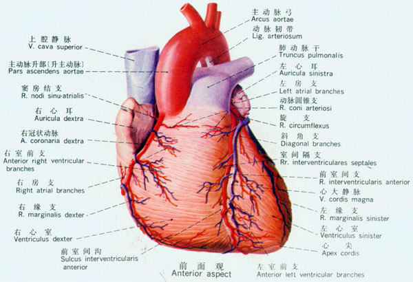 physiological functions of heart