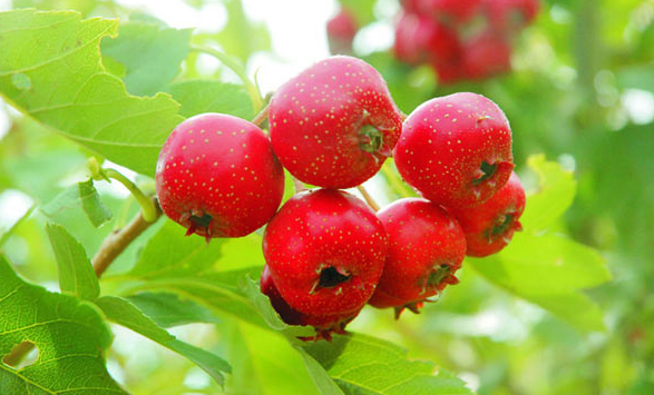 hawthorn helps relieve indigestion problems and treat high blood pressure