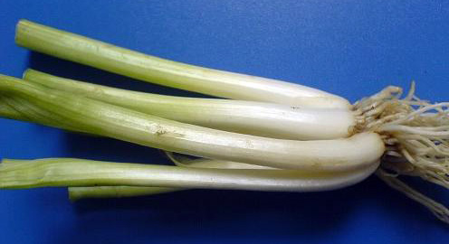 green chinese onion