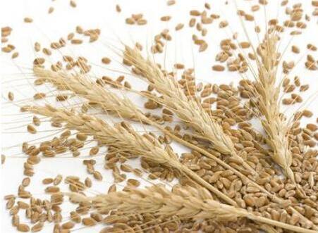wheat bran (xiaomaifu)