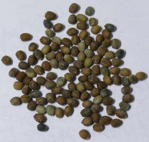 moleplant seed (qianjinzi)