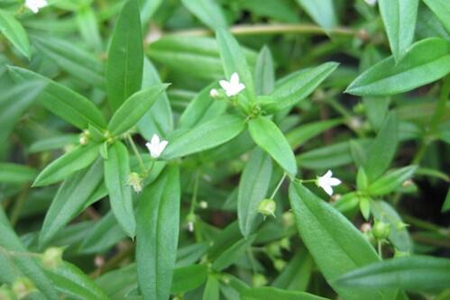 oldenlandia diffusa (baihuashecao)