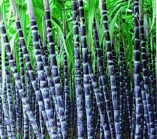 sugarcane (ganzhe)