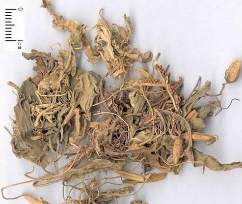 herba violae (zihuadiding)
